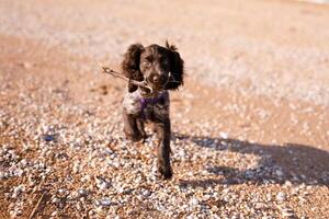 Russian brown spaniel puppy running and playing on the sandy beach. Summer nature photo