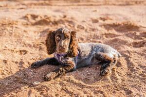 Young springer spaniel dog playing with toy on a floor on sea shore photo