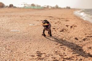 Young springer spaniel dog playing with toy on a floor on sea shore photo