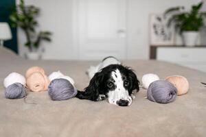 Endearing Spaniel Puppy Entertains Itself with Woolen Balls on Bedspread photo