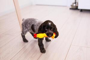 Young springer spaniel dog playing with toy on a floor at home photo