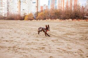 Happy Brown Springer Spaniel Playing by the River, running with funny ears photo