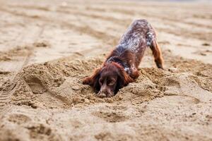 A young brown Russian springer spaniel digs in the wet sand photo