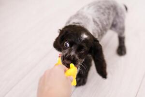 Young springer spaniel dog playing with toy on a floor at home photo