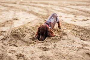 Brown Springer Spaniel Enjoying Playtime on Riverbank photo
