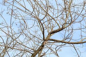Tree branches and twigs, cloudy sky background photo