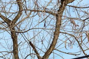 Tree branches and twigs, cloudy sky background photo