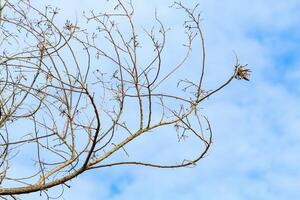 Tree branches and twigs, cloudy sky background photo