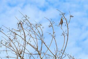 Tree branches and twigs, cloudy sky background photo