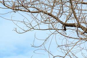 Tree branches and twigs, cloudy sky background photo