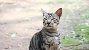 Grey Cat street Portrait face look front camera on blurred background. Focus on nearest eye photo