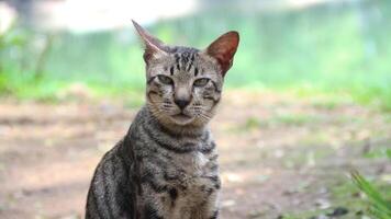 Grey Cat street Portrait face look front camera on blurred background. Focus on nearest eye photo
