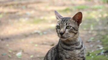 Grey Cat street Portrait face look front camera on blurred background. Focus on nearest eye photo