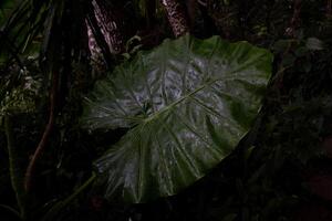 One big green leaf on trees and shrubs photo