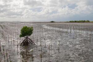 New mangrove trees are planted in the area for conservation photo