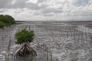 New mangrove trees are planted in the area for conservation photo