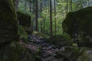 The pine forest on the trail has tree roots and rocks photo