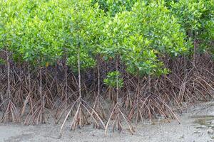 Many mangrove trees have many roots photo