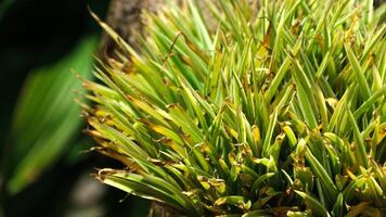 Carex Morrowii boot, also known as Japanese Variegated Sedge Grass and Carex Ice Dance, is an evergreen sedge with sharp, long, green photo