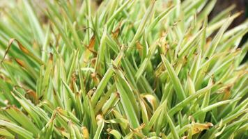 Carex Morrowii boot, also known as Japanese Variegated Sedge Grass and Carex Ice Dance, is an evergreen sedge with sharp, long, green photo