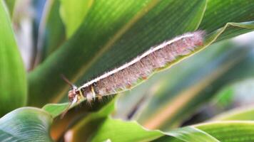 Brown furry caterpillar on the rose leaf. photo