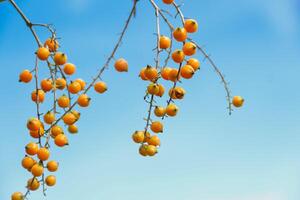 golden dewdrop or Pigeon Berry, Duranta erecta, mavaetangi photo