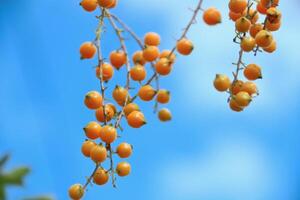 golden dewdrop or Pigeon Berry, Duranta erecta, mavaetangi photo