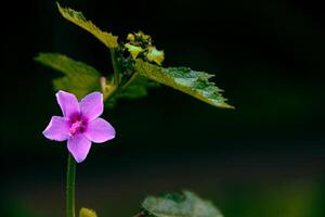 Urena Lobata L, Caesarweed or Congo jute, purple small flower, oorpam, vattoorppam photo
