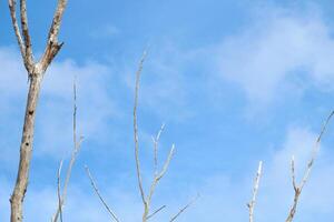 Dry tree branches on a blue sky background photo