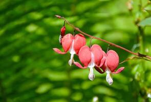dicentra spectabilis. macro of bleeding heart plant, with green bokeh, Pretty Pink Lyre Flower Blossoms photo