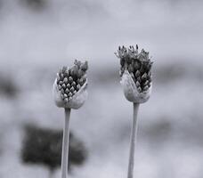 It's a black and white picture of a Flower, bud of allium flower or decorative garlic on green background. photo