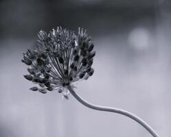 It's a black and white picture of a Flower. Allium stipitatum. Summer bloom on natural background. Flowering plant blossom Being in garden. photo