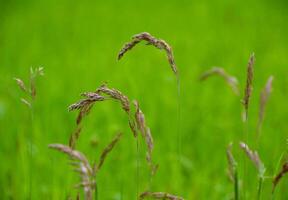 Blurred close-up flower of grass in the middle of a meadow against a background of Green. photo