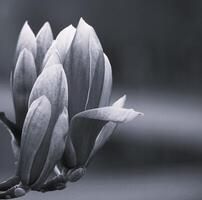 Magnolia flower. It's a black and white picture of a Flower. Summer bloom on natural background. Flowering plant blossom Being in garden. photo