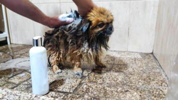 Close-up of a small dog being washed against the background of a shampoo bottle mockup. Pet grooming and detergent advertising. photo