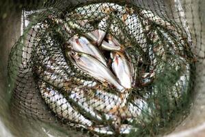 Many Fish In A Fish Net photo