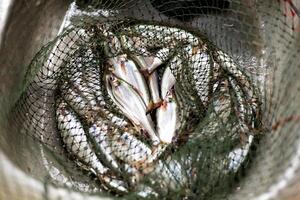 Many Fish In A Fish Net photo