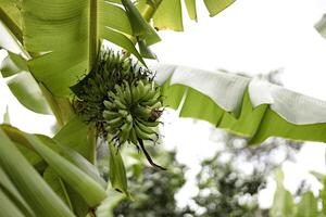 Raw Banana Fruit On Banana Tree photo