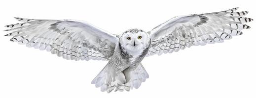 Elegant long shot of a snowy owl in flight photo