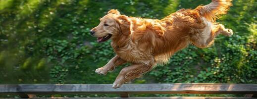 Golden Retriever captured from above while jumping, CG 3D rendering, hyper-realistic detailing, dynamic pose with a focus on the muscular structure, vivid park scenery with trees and grass photo