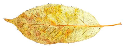 A single, delicate leaf, captured in the midst of its autumnal transformation photo