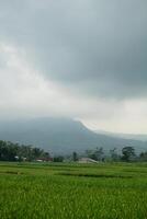 A serene, verdant rice paddy field stretches towards a misty mountain range, under a cloudy sky. The scene exudes tranquility and a sense of peaceful rural life. photo