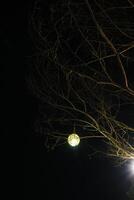 lantern hanging from a bare tree branch against a dark night sky. The lantern casts a warm, inviting glow, creating a sense of peace and tranquility photo