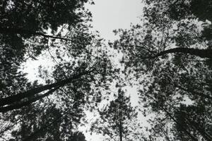 A captivating view of a dense pine forest, looking up towards the sky. The tall, slender trees create a natural cathedral, with their branches reaching towards the heavens photo