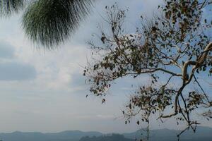 the tip of a tree branch on a hill with a clear blue sky background photo