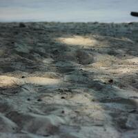 sandy beach with some small twigs and branches scattered across the surface. The sand is light and powdery, and the light is casting long shadows on the ground photo