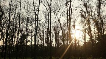silhouette of a deciduous tree rating with the sun about to set. photo