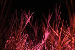 a close-up of blades of grass illuminated by a pink light source in the darkness. The blades of grass are sharp and defined, creating a sense of texture and depth. photo