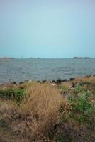 a close-up view of a grassy area with a body of water in the background. The grass is dry and brown, and there are a few scattered green plants. The water is calm and blue, and there are a few ships i photo