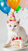 Funny white cat in bonnet with piece of cake photo